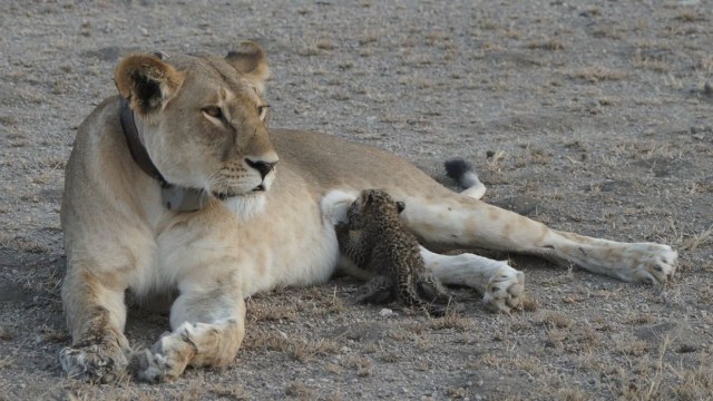 Singa Menyusui Macan Tutul (Foto: Reuters/Joop Van Der Linde)