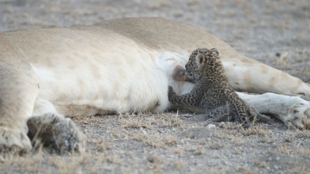 Singa Menyusui Macan Tutul (Foto: Reuters/Joop Van Der Linde)