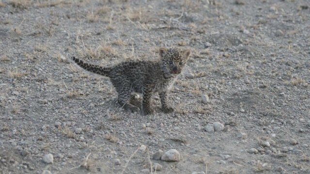 Singa Menyusui Macan Tutul (Foto: Reuters/Joop Van Der Linde)