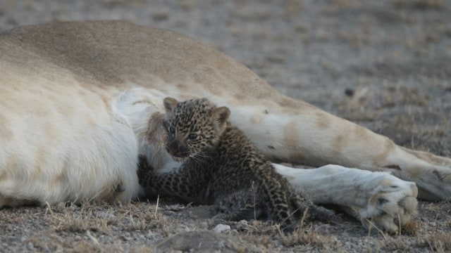 Singa Menyusui Macan Tutul (Foto: Reuters/Joop Van Der Linde)