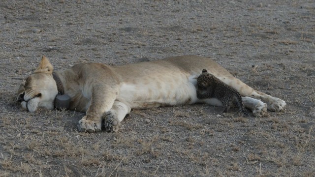 Singa Menyusui Macan Tutul (Foto: Reuters/Joop Van Der Linde)