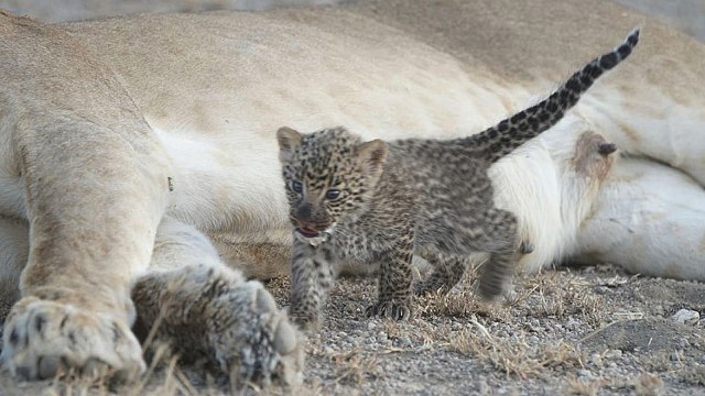 Singa Menyusui Macan Tutul (Foto: AP/Joop van der Linde)