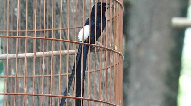 Bisnis Burung Hias di Pasar Burung Pramuka  (Foto: Kelik Wahyu Nugroho/kumparan)