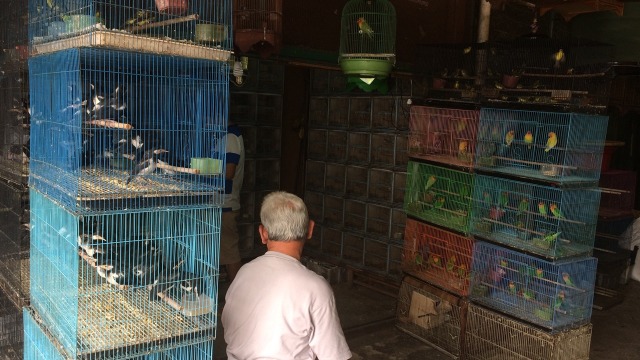 Bisnis Burung Hias di Pasar Burung Pramuka  (Foto: Kelik Wahyu Nugroho/kumparan)