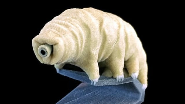 Tardigrada (Foto: Flickr)