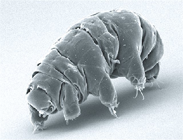 Tardigrada (Foto: Wikimedia Commons)