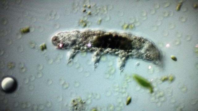 Tardigrada (Foto: Flickr)