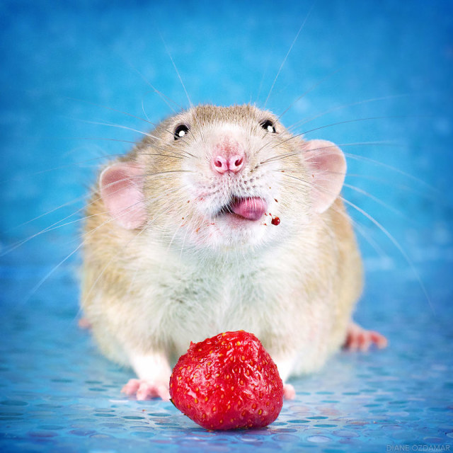 Makan strawberi (Foto: Dokumentasi Diane Özdamar)