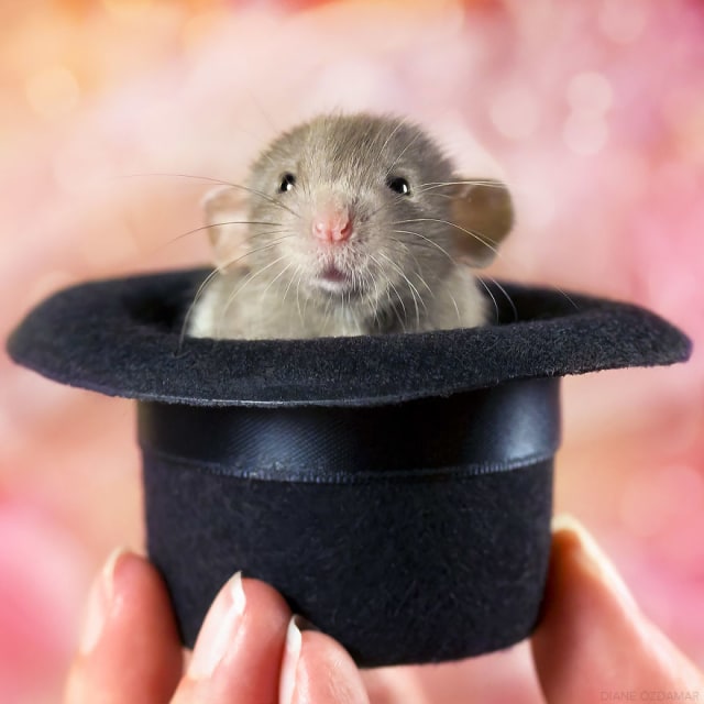 Bermain di dalam topi (Foto: Dokumentasi Diane Özdamar)