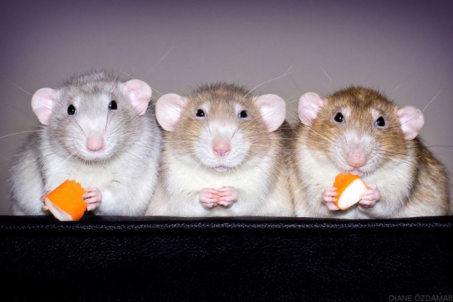 Izumi, Lysander dan Kaelan makan cemilan (Foto: Dokumentasi Diane Özdamar)