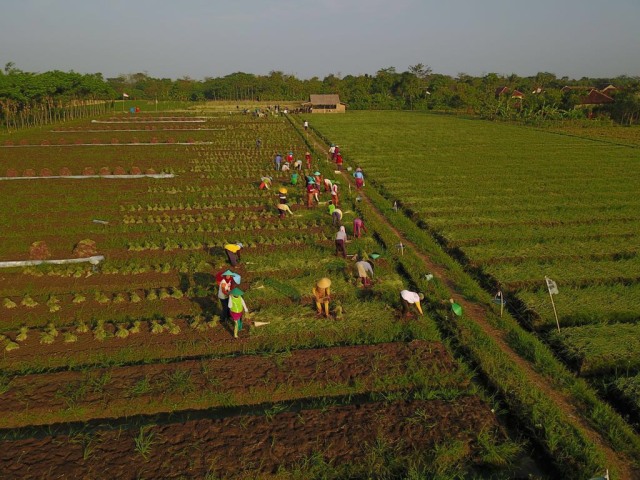 Petani memanen bawang merah di Slatri, Brebes (Foto: Nizar Suhendra)