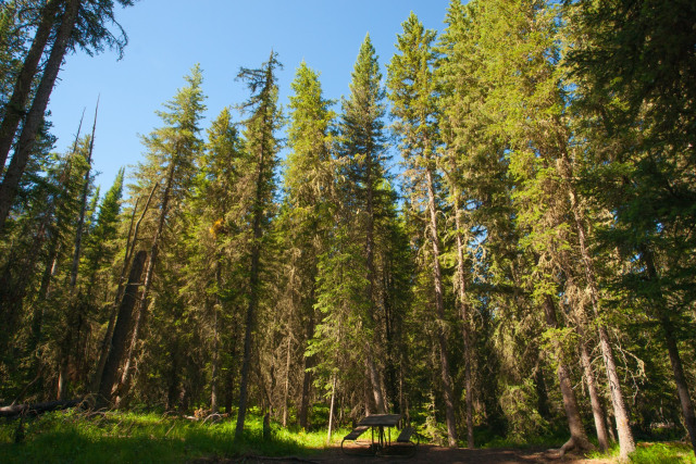 Bau Pohon Pinus Kumparan Com