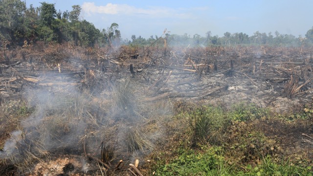 Lahan di Riau Terbakar Lagi, Diduga Sengaja Dibakar (477423)