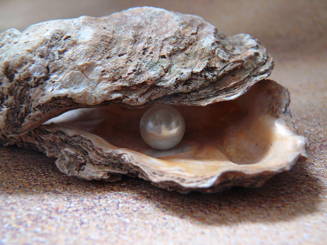 Ilustrasi kerang mutiara (Foto: Pixabay)