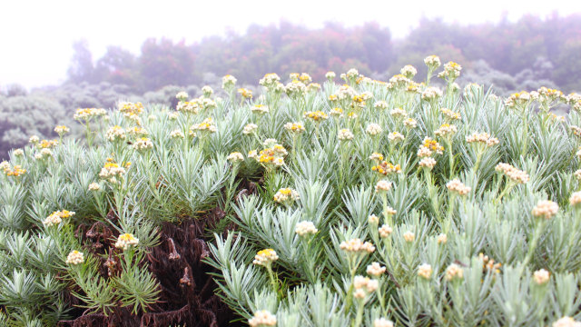 Hamparan bunga edelweis. (Foto: Wikimedia Commons)