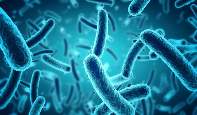 Ilustrasi bakteri salmonella. (Foto: Thinkstock)