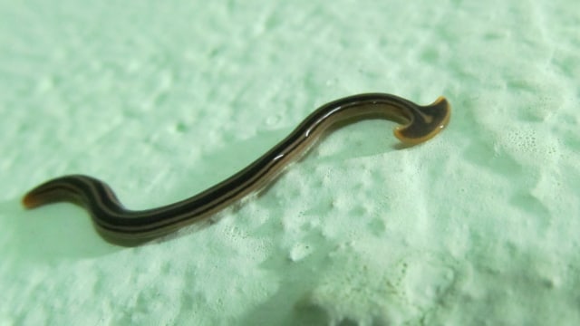 Ilustrasi Hammerworm atau Cacing Martil (Foto: commons.wikipedia.org)