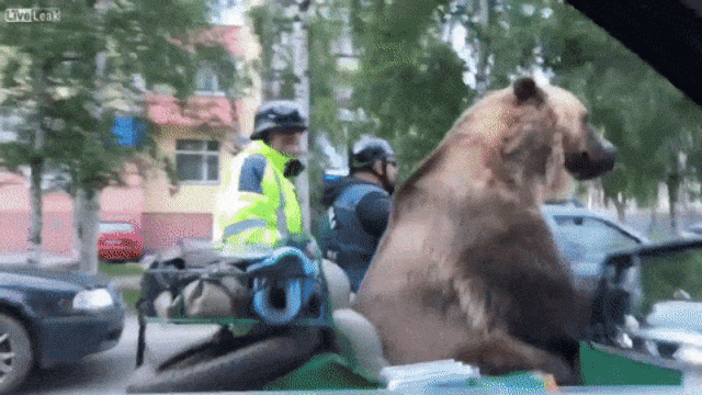 Beruang naik motor di Russia. (Foto: Youtube: Donald Trump Real News)