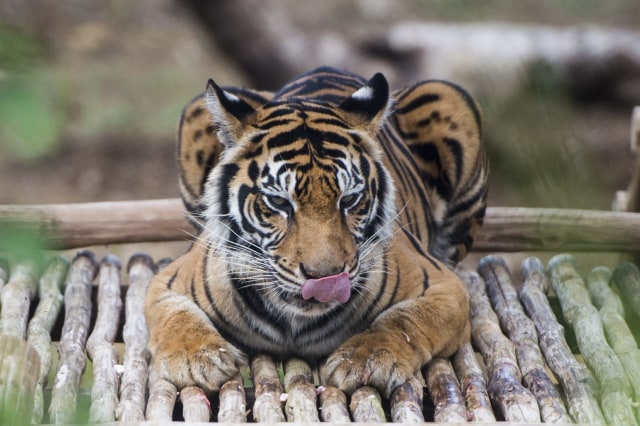 Pusat Rehabilitasi Harimau di Sumbar. (Foto: ANTARA/Rosa Panggabean)