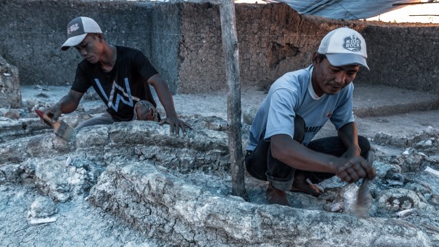 Konservasi Situs Fosil Banjarejo (Foto: ANTARA/Aji Setyawan)