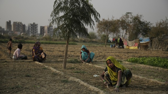 Petani di India (Foto: AP Photo/Mahesh Kumar)