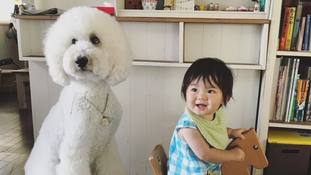 Persahabatan Bocah 1 Tahun Dengan Anjing Pudel Raksasa Kumparan Com