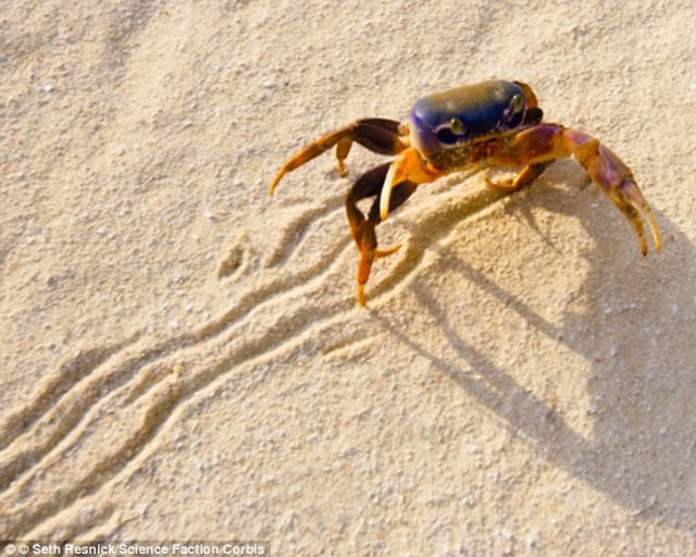 Mengapa Kepiting Berjalan Miring?