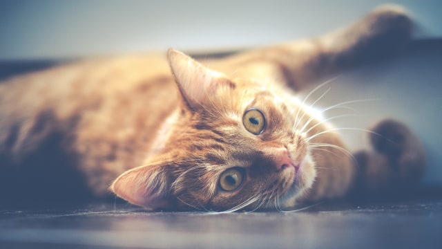 Ilustrasi Kucing (Foto: Pixabay)