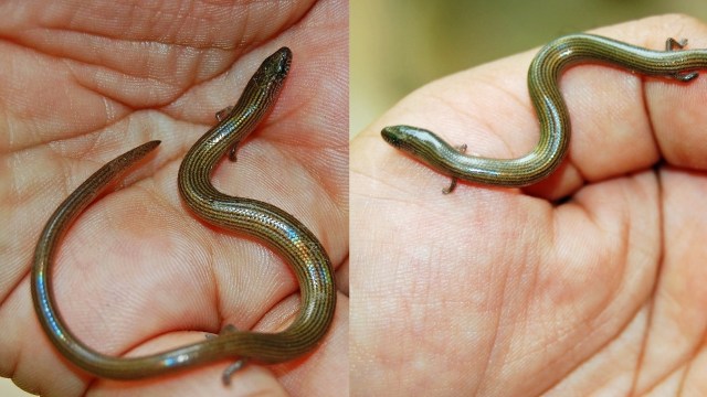 Kadal ular. (Foto: Wikimedia Commons)