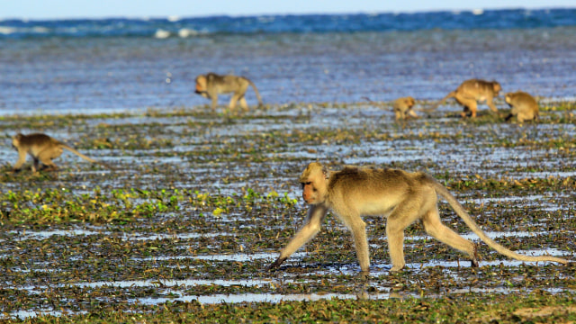 Monyet di Pantai Bama, Situbondo (Foto: ANTARA FOTO/Budi Candra Setya)