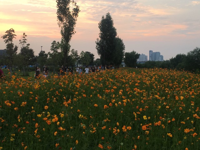 Taman musim panas bantaran Hangang (Foto: Dok. Pribadi)