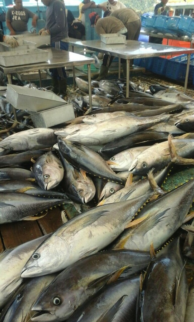 Hasil ikan di Dagho Pulau Sangihe melimpah (Foto: Istimewa)