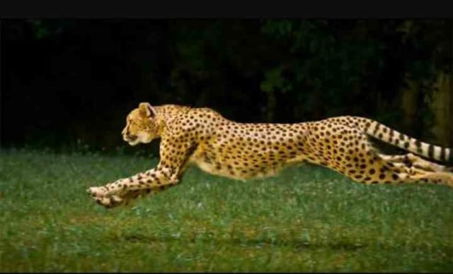 Benarkah Cheetah Hewan Tercepat Di Dunia Kumparan Com