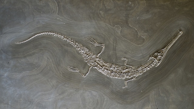 Fosil lemmysuchus (Foto: commos.wikipedia.org)