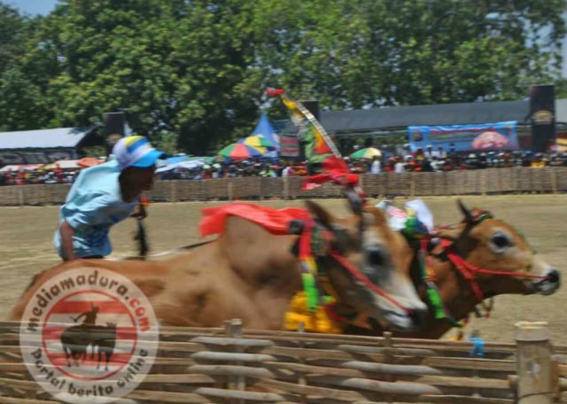 Kerapan Sapi Madura Tanpa Kekerasan dirancang Jadi Destinasi Wisata