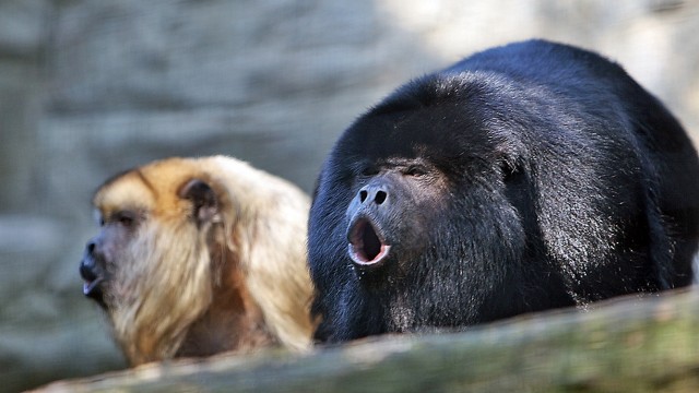 Monyet howler. (Foto: Wikimedia Commons)
