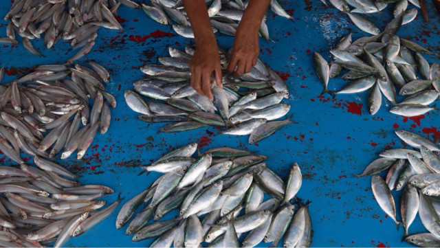Ikan Tembang di Pasar Olilit (Foto: Fanny Kusumawardhani/kumparan)
