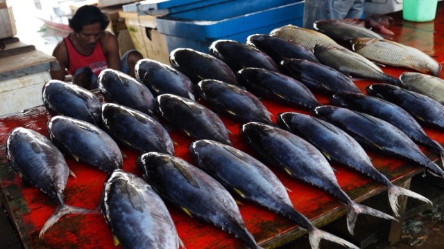 Ikan hasil tangkapan nelayan Saumlaki (Foto: Fanny Kusumawardhani/kumparan)