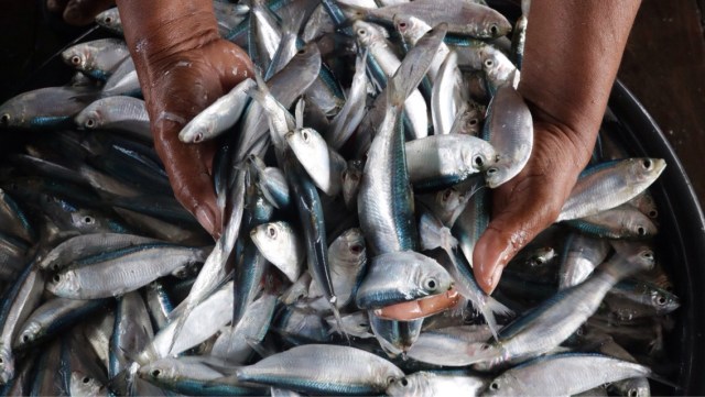 Ikan Tembang di Pasar Olilit (Foto: Penjual bahan baku sambal cole-cole khas Saumlaki)