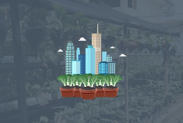 Urban Farming di Jakarta, Bagaimana Caranya?