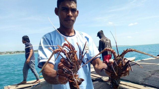 Lobster Hasil Tangkapan Nelayan Pulau Seira (Foto: Wiji Nurhayat/kumparan)