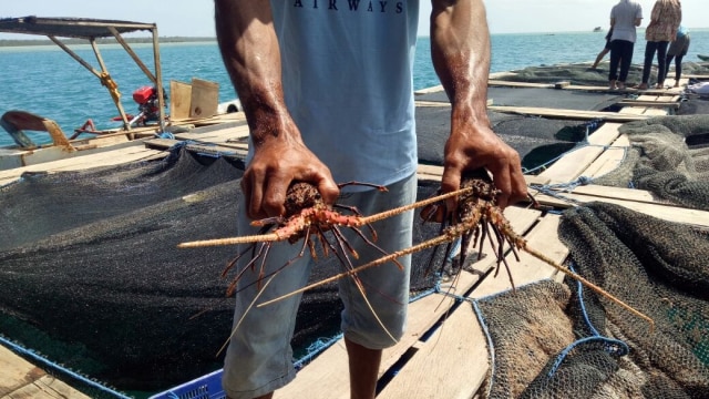 Lobster Hasil Tangkapan Nelayan Pulau Seira (Foto: Wiji Nurhayat/kumparan)