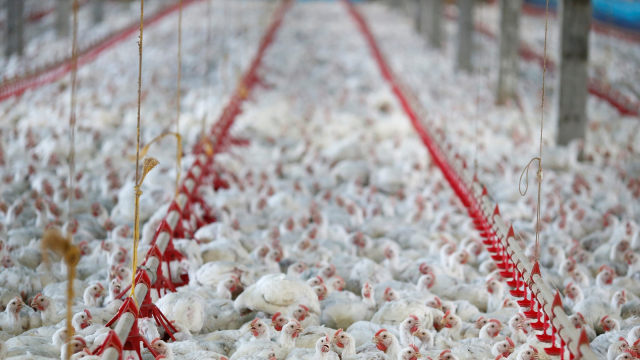 Peternakan ayam Foto: Reuters/Rodolfo Buhrer