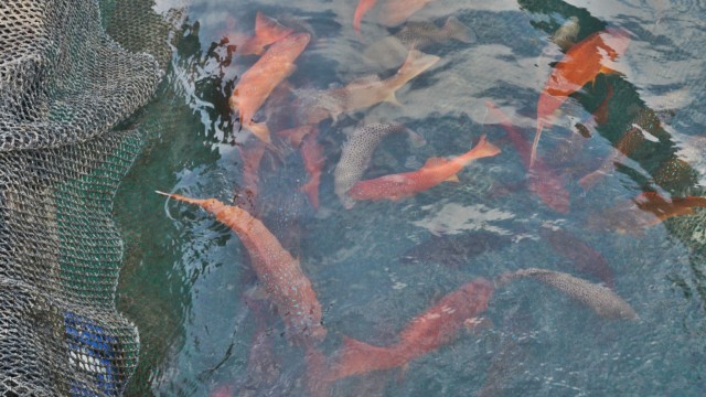 Keramba Ikan Kerapu di Pulau Seira, MTB (Foto: Fanny Kusumawardhani/kumparan)