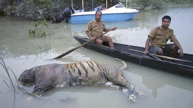 Harimau mati di Taman Nasional Kaziranga. (Foto: Uttam Saikia/AP)
