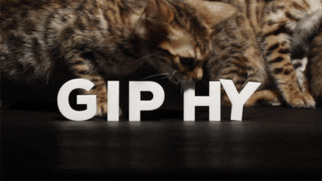 Situs pembuat GIF, Giphy. (Foto: Giphy)