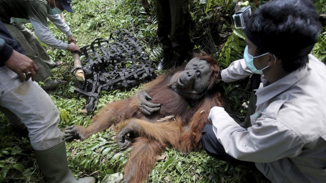 Evakuasi Orangutan di Rawa Tripa, Aceh (Foto: AP Photo/Binsar Bakkara)