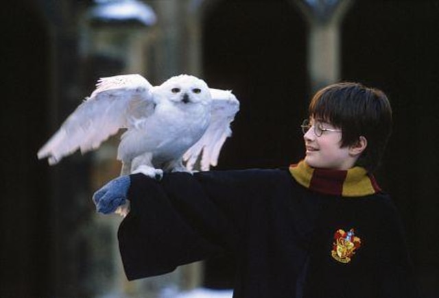 Harry Potter dan Hedwig (Foto: Wikimedia Commons)