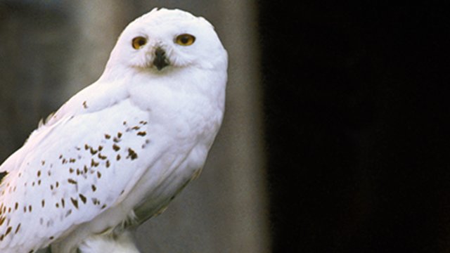 Burung hantu Hedwig milik Harry Potter (Foto: Facebook/Harry Potter)