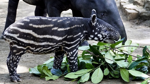 Kelahiran bayi tapir di Bandung (Foto: ANTARA FOTO/Agus Bebeng)